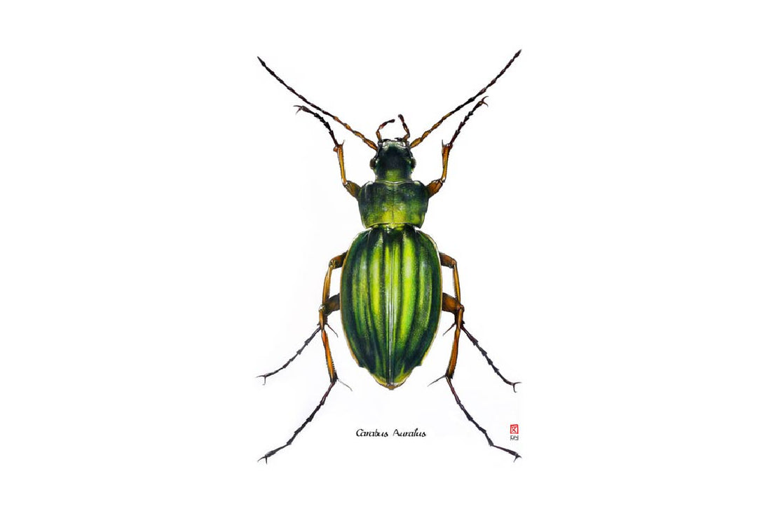 Carnet d'insectes N.1 - Coléoptère Carabus Auratus