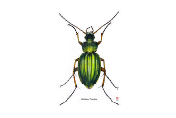 Carnet d'insectes N.1 - Coléoptère Carabus Auratus