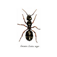 Carnet d'insecte  N.1 - Fourmi Formica Lasius niger