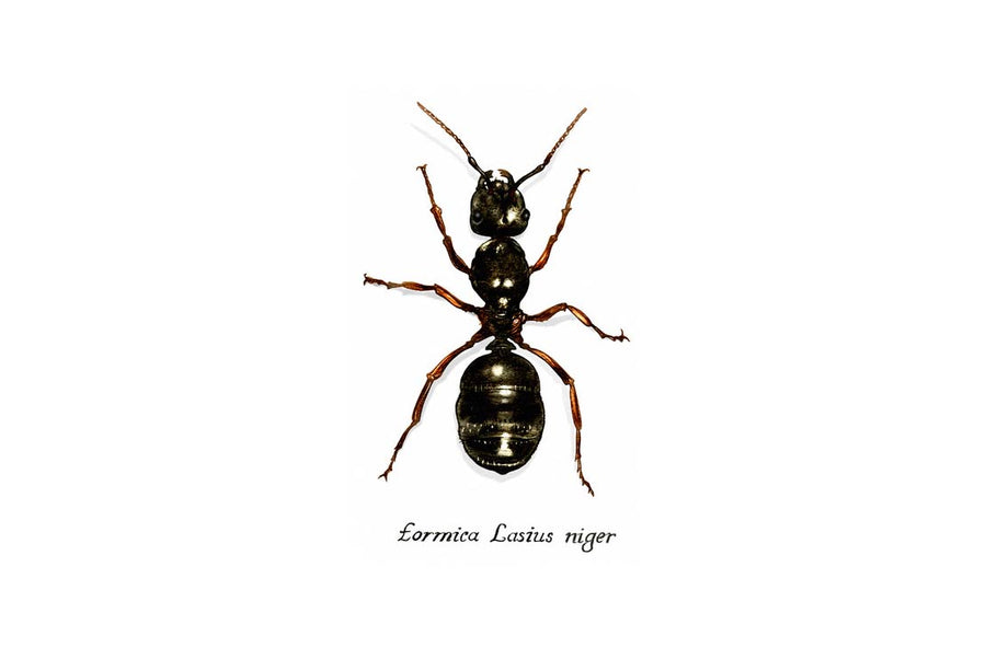 Carnet d'insecte  N.1 - Fourmi Formica Lasius niger