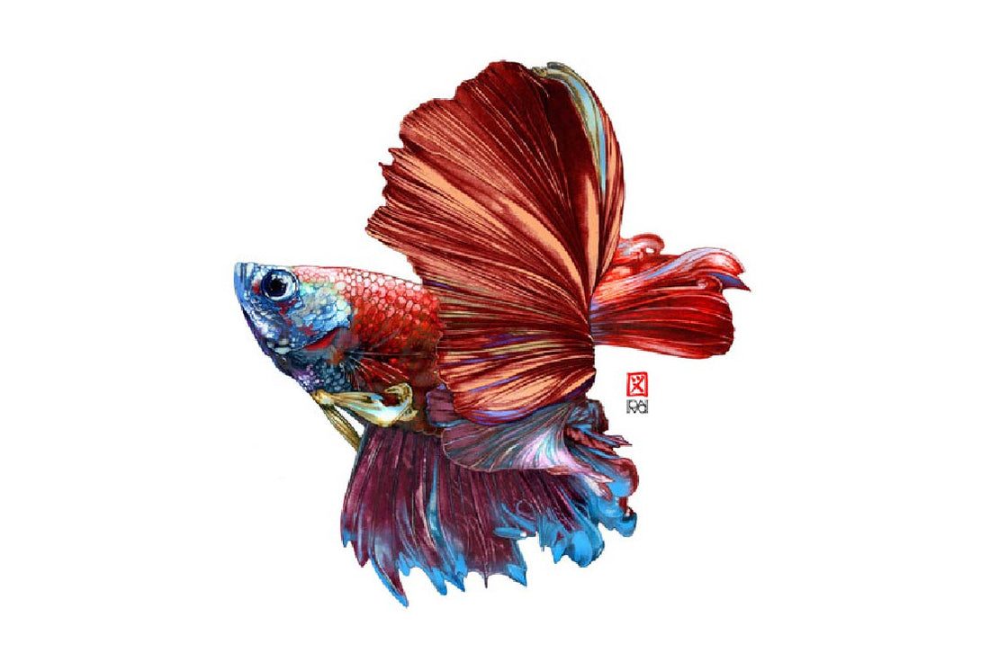 Carnet les Poissons - Le Betta Splenden