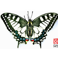 Carnet d'insectes  N 1 - Papilio Machaon