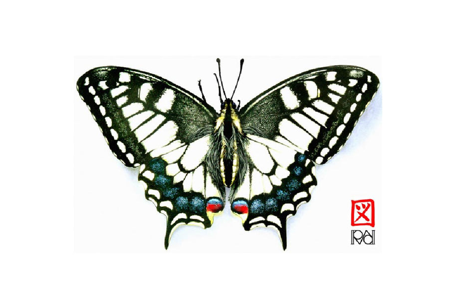 Carnet d'insectes  N 1 - Papilio Machaon