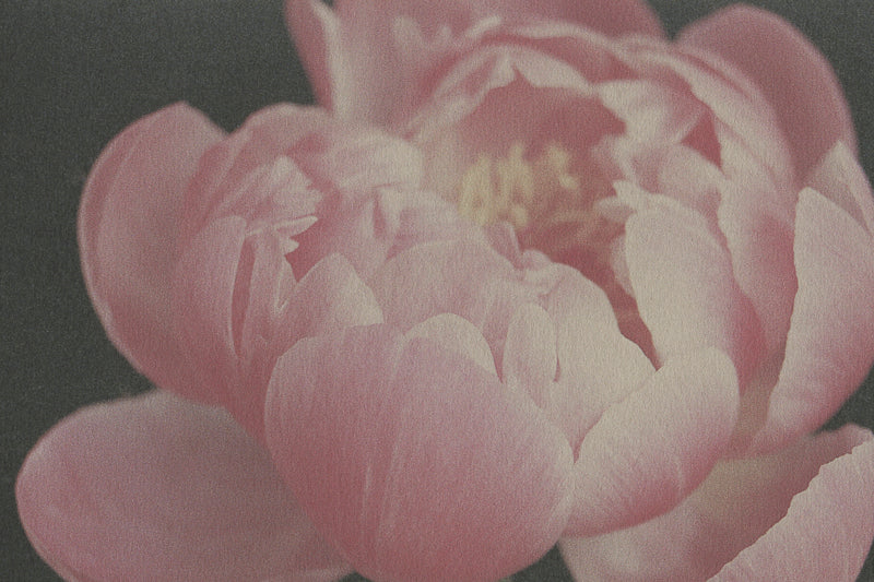 Forme Botanique Pivoine C1 - Michiko Picco