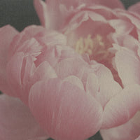 Forme Botanique Pivoine C1 - Michiko Picco