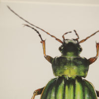 Carnet d'insectes N.1 - Coléoptère Carabus Auratus