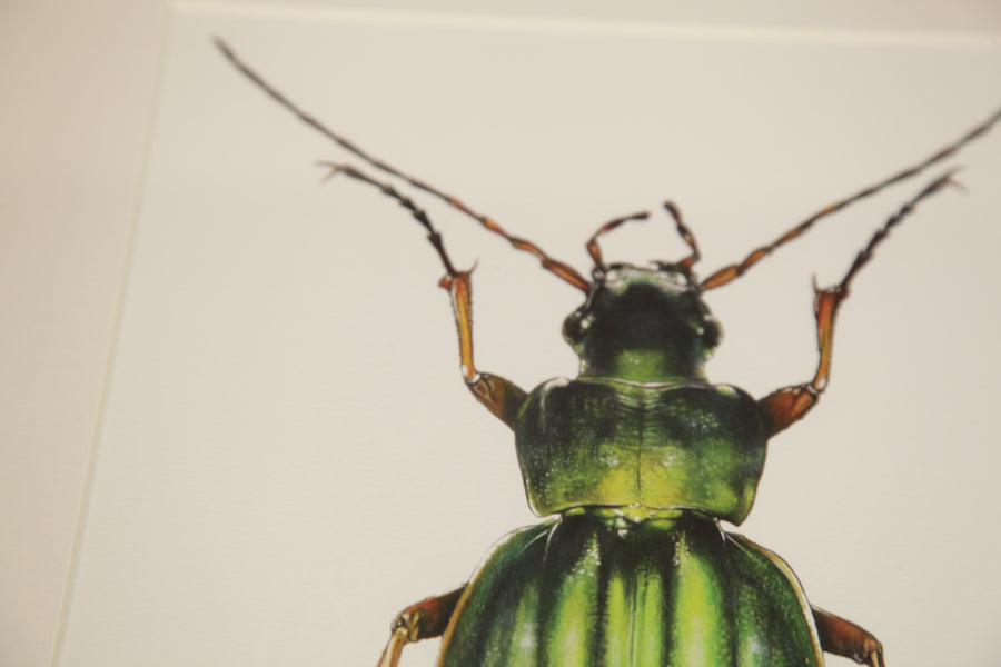 Carnet d'insectes N.1 - Coléoptère Carabus Auratus