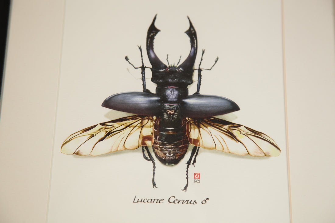 Carnet d'insectes - Coléoptère Lucane Cervus