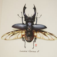 Carnet d'insectes - Coléoptère Lucane Cervus